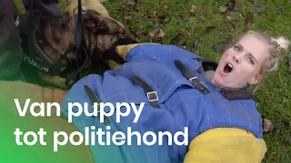 De training van een politiehond | Het Klokhuis