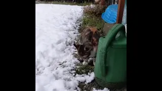 Кошка впервые увидела снег