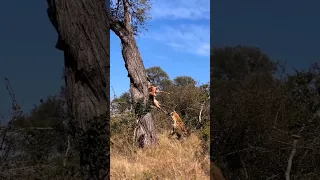 leopard vs hyena #animals