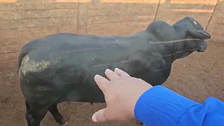 BOIADA ANGUS COM 618KG de média- Chegou dia de entregar a mercadoria