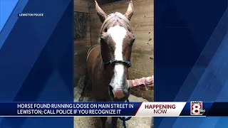 Horse on the loose captured in Lewiston