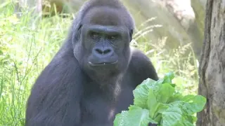 Gorilla Diet