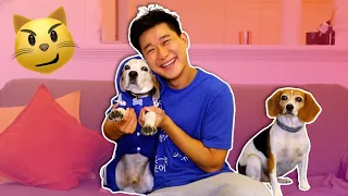 Cats vs Dogs | Smile Squad Comedy