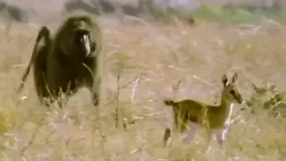 Baboon vs Baby Gazelle | Be An Animal | BBC Earth