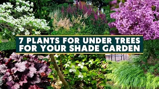 Top 7 Plants for Under Trees for Your Shade Garden 🌱🌸🌳