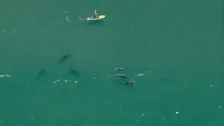 Above San Diego | Chopper 8 shows dolphins and sharks off of Torrey Pines