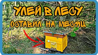 ЧТО БУДЕТ ЕСЛИ ОСТАВИТЬ ПЧЁЛ НА МЕСЯЦ В ЛЕСУ??? Кочевка с одним ульем⬇️