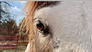 Spanish Mustangs herd, WY, Part 2