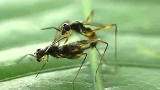 Mating flies