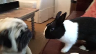 Pug and rabbit battle