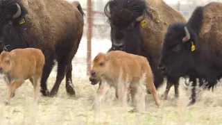 Wanuskewin Baby Bison Announcement 2