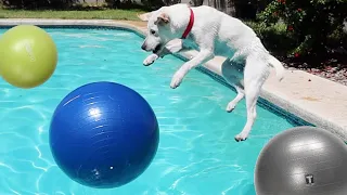 SURPRISING MY LABRADOR PUPPY WITH GIANT YOGA BALLS!!