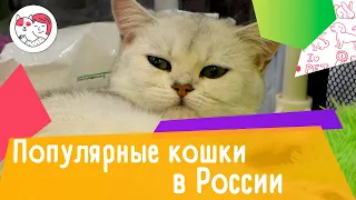 5 самых популярных пород кошек в России
