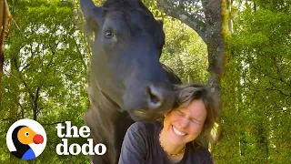 This Rescue Cow Acts Like A 1-Ton Baby | The Dodo Soulmates