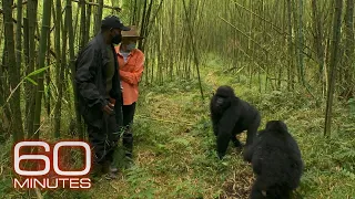 How Lesley Stahl got up close with mountain gorillas in Rwanda