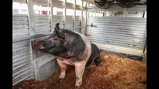 Raising the Indiana's State Fair's largest hog