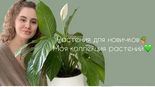 Комнатные растения для начинающих|Моя коллекция💚🌿