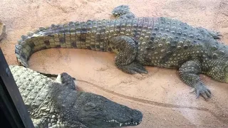 Биопарк Валенсия. Испания март 2018. biopark of Valencia