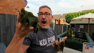 REMOVING KOI POND FULL OF BLANKET WEED (EASY AND CHEAPER) 😉👍**IMPROVING POND WATER CLARITY👍😮