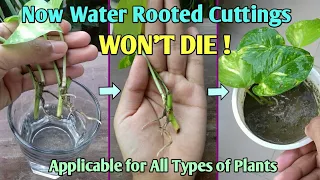 How to Transplant Water Rooted Cuttings in Soil // Move Plants Cuttings from Water to Soil