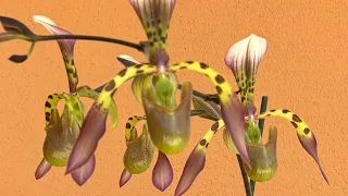 Обзор орхидей мая.Что нового в орхидейных джунглях.