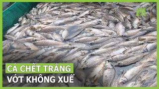 Cá chết nổi trắng mặt hồ tại Đồng Nai | VTC16