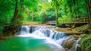 Relaxing Music For Stress Relief, Forest Birdsong Nature Sounds - Deep Healing Music for The Body