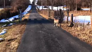 Pit Bull learns what an invisible fence is