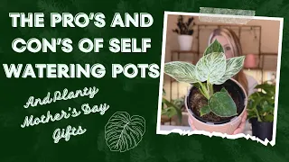 Why use self watering pots for houseplants 🌱