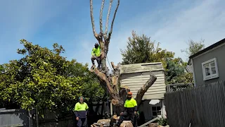 100 YEAR OLD WALNUT TREE Was Poisoned by the NEIGHBORS 😡😠🤷