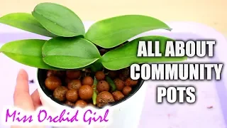 Orchid Community Pots - Pros and Cons of potting multiple Orchids together
