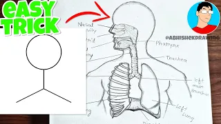 Easy Respiratory System Drawing || how to Draw Human Respiratory System labelled diagram