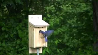 Bluebirds Fledging