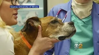 Cancer Treatment For Dogs Starts Human Testing