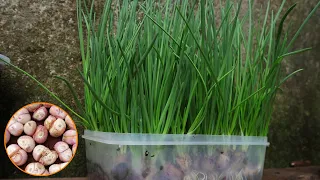 Growing Green Onions Hydroponically At Home Is Easy