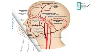 Blood supply of the brain