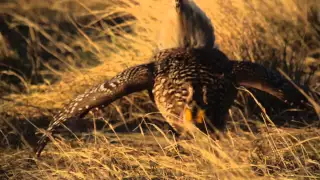 The Grouse Dance of American Prairie Reserve