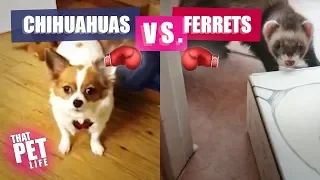 Angry Chihuahuas vs Ferrets - Tiny Monsters! | Try Not To Laugh Challenge December 2018