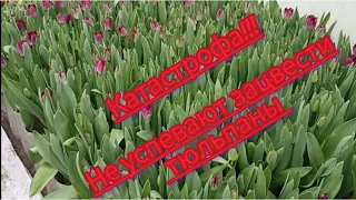 Катастрофа!!! 4 марта, а тюльпан не успевает зацвести.