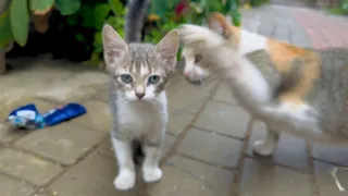 The kitten tries to trust us even though she got slapped for it.