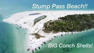 How To Find Big Conch Shells? Stump Pass Beach FL