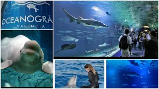 OCEANOGRAFIC VALENCIA / Discover The Largest Aquarium in Europe