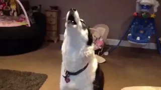 Siberian Husky Hilarious singing dogs, huskies howling, dog sings to harmonica