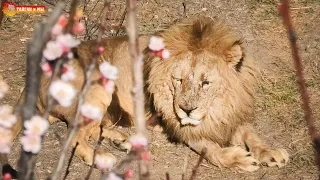 Весенние львы Тайгана. Самое красивое время года! Spring lions of Taigan.