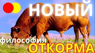 откорм скота НОВЫЙ - особенности | перспективы | будущее | откорм бычков | философия откорма