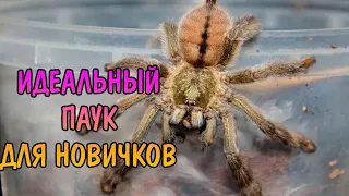 ИДЕАЛЬНЫЙ ПАУК ДЛЯ НОВИЧКОВ