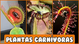 PLANTAS CARNÍVORAS muy INTERESANTES y EXTRAÑAS