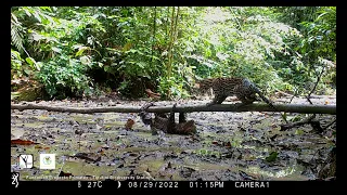 Predation attempt by an ocelot on a Linnaeu's two-toed sloth at a mineral lick in Western Amazonia