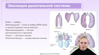 Эволюция систем органов Хордовых.