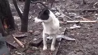 Последний пес села Никишино